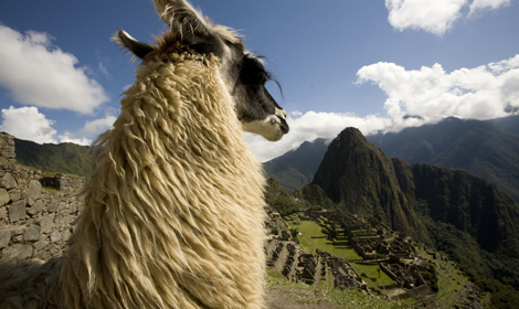 4 Lama Machu Picchu Citadel - Atelier South America