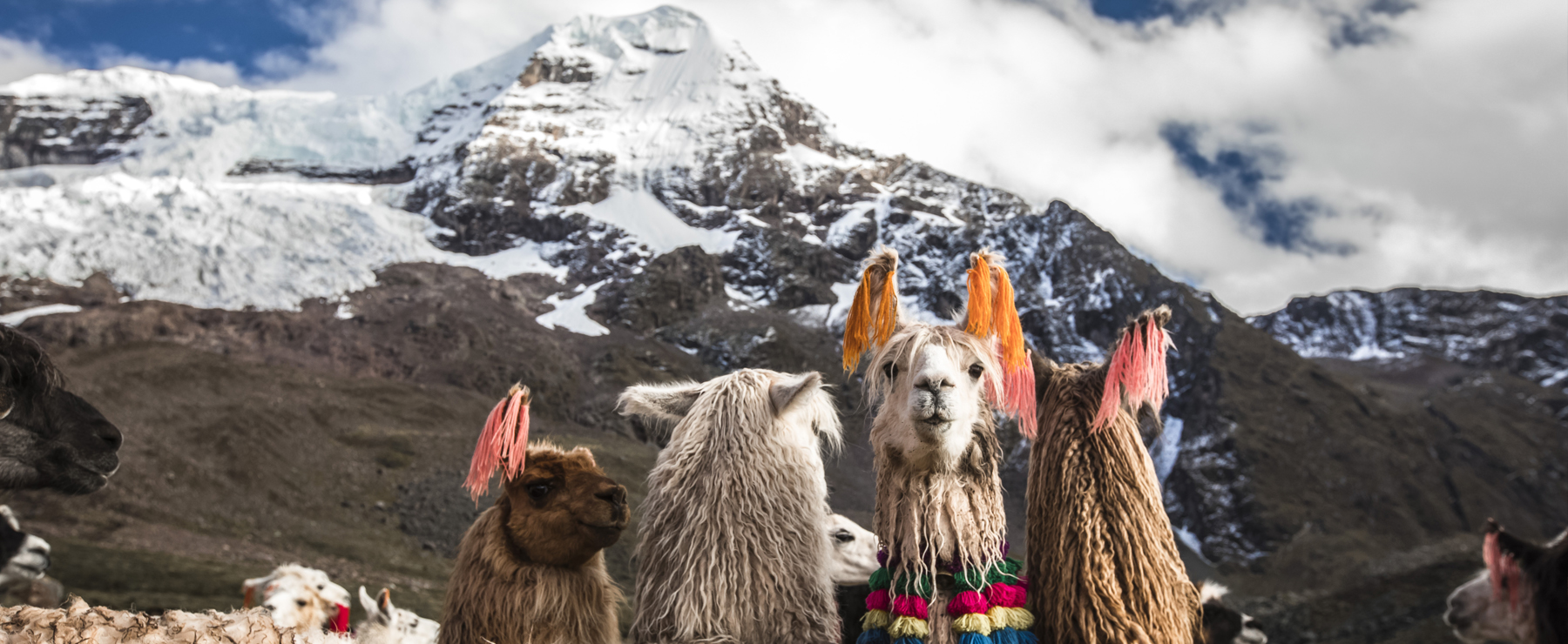 Llamas at Machuraccay, Ausangate Trek, Cusco - Atelier South America