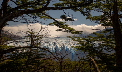 6 Perito Moreno Glacier Forest, El Calafate - Atelier South America