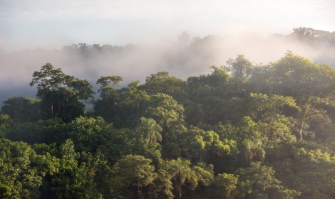 9 Morning Jungle, Iguazu Falls - Atelier South America